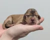 Cocker Spaniel (Show)