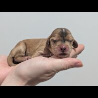 Cocker Spaniel (Show)