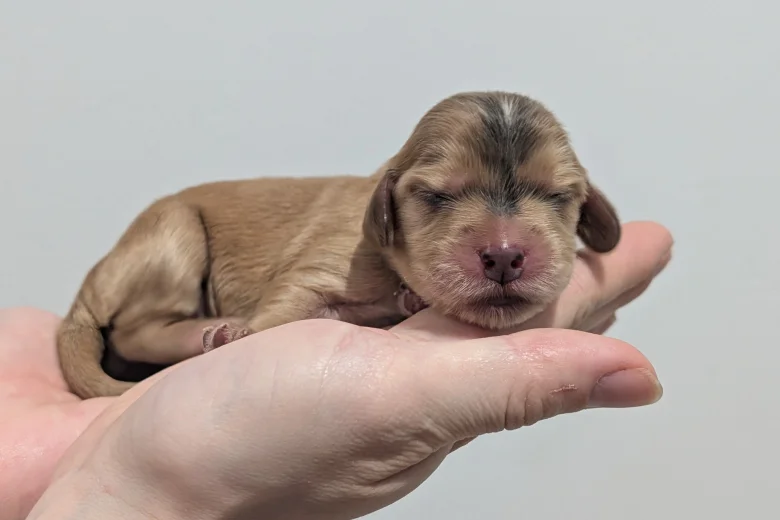 Cocker Spaniel (Show)