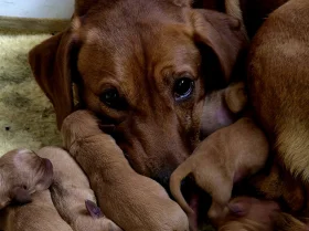 Labrador Retriever