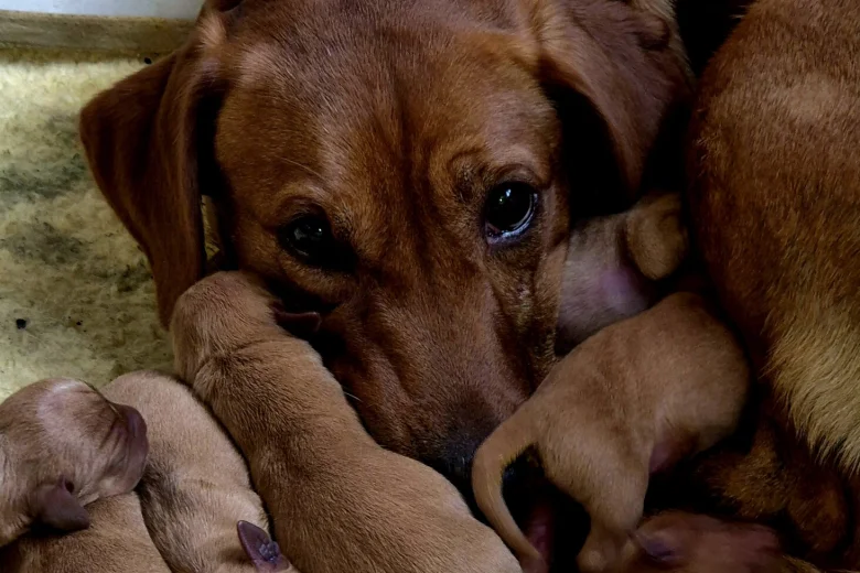 Labrador Retriever