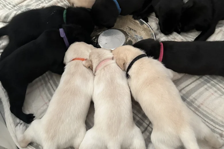 Labrador Retriever