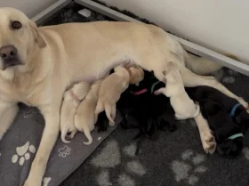 Labrador Retriever