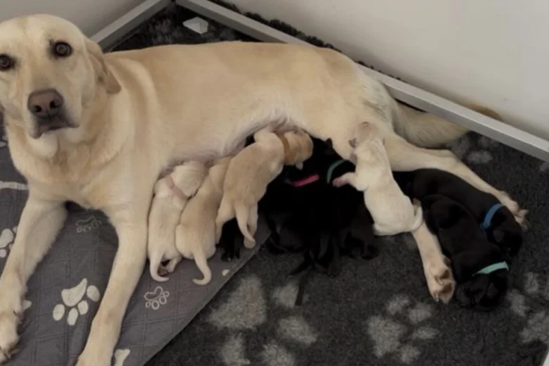 Labrador Retriever