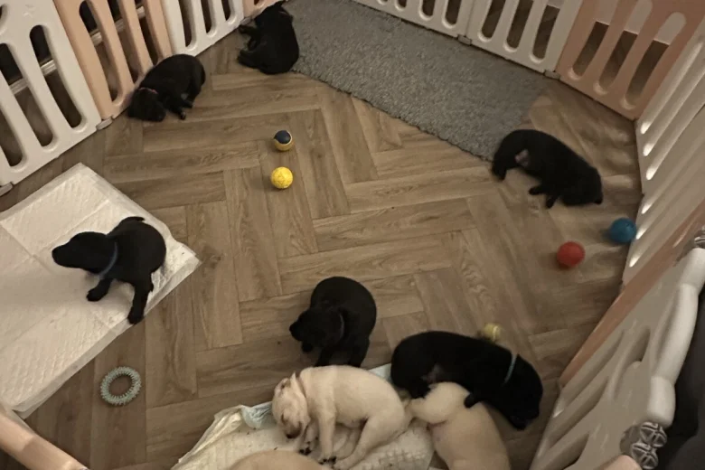 Labrador Retriever