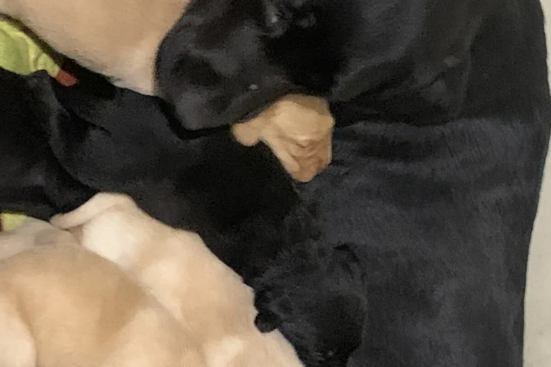 Labrador Retriever