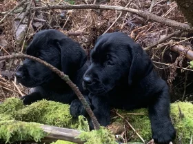 Labrador Retriever