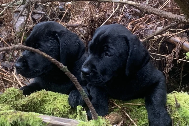 Labrador Retriever