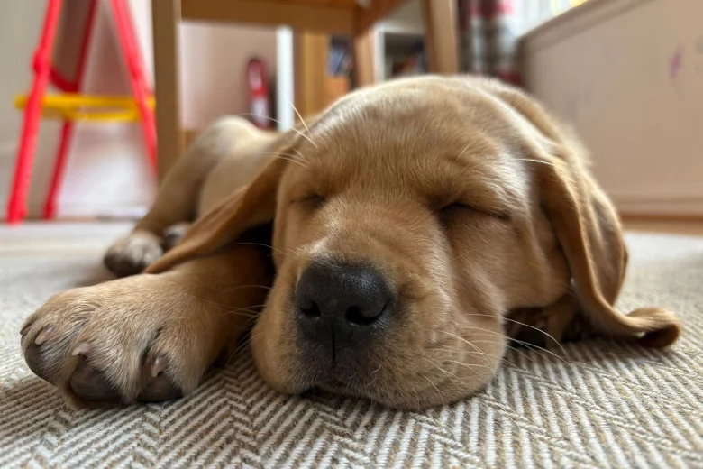 Labrador Retriever