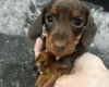 Dachshund (Miniature Smooth Haired)