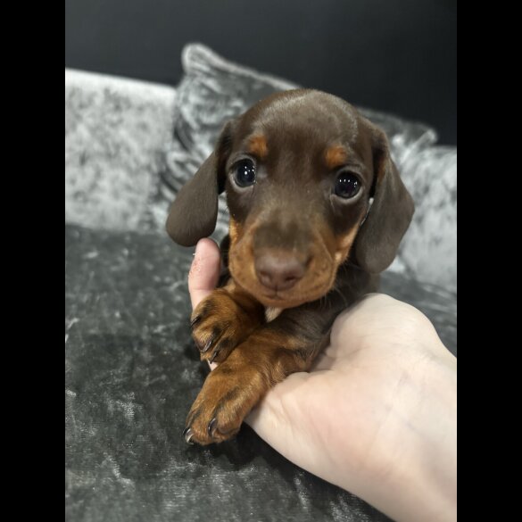 Dachshund (Miniature Smooth Haired)