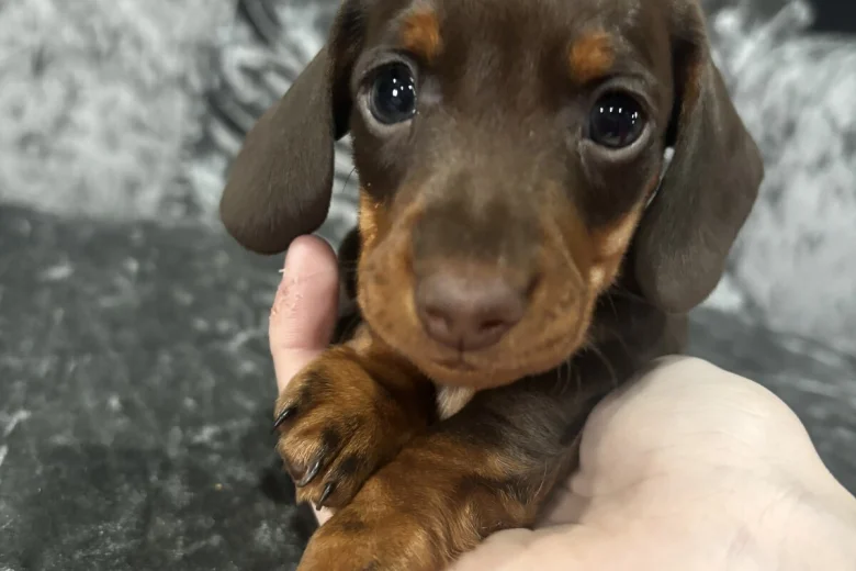 Dachshund (Miniature Smooth Haired)