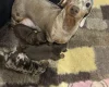 Dachshund (Miniature Smooth Haired)