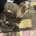 Dachshund (Miniature Smooth Haired)