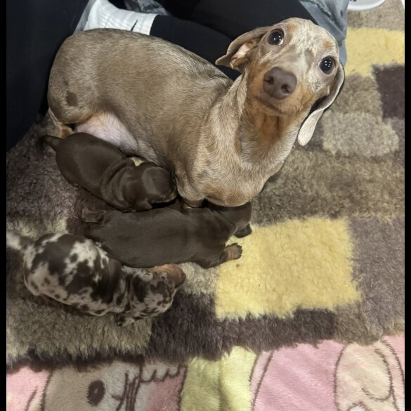 Dachshund (Miniature Smooth Haired)