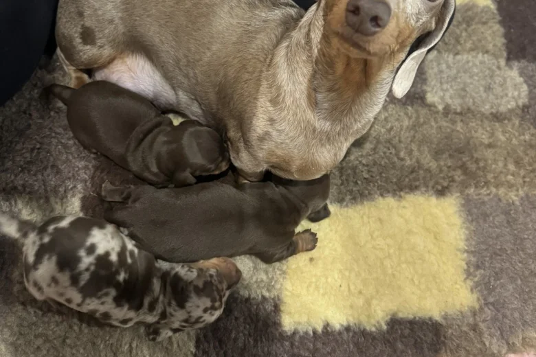 Dachshund (Miniature Smooth Haired)