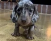 Dachshund (Miniature Smooth Haired)