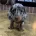 Dachshund (Miniature Smooth Haired)