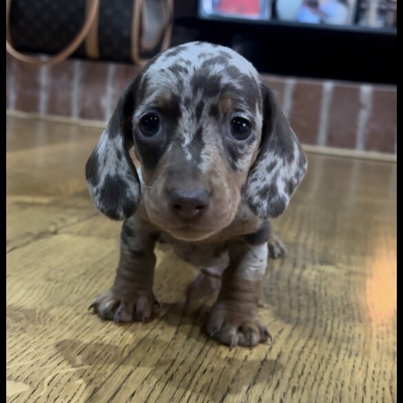 Dachshund (Miniature Smooth Haired)
