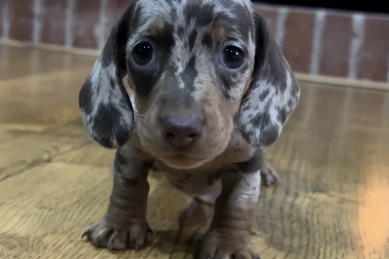 Dachshund (Miniature Smooth Haired)