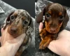 Dachshund (Miniature Smooth Haired)