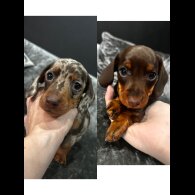 Dachshund (Miniature Smooth Haired)