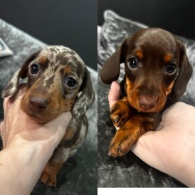 Dachshund (Miniature Smooth Haired)