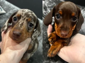 Dachshund (Miniature Smooth Haired)