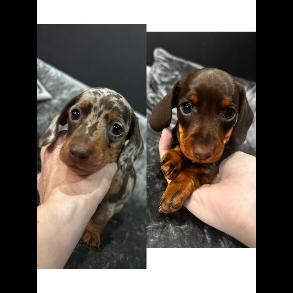 Dachshund (Miniature Smooth Haired)
