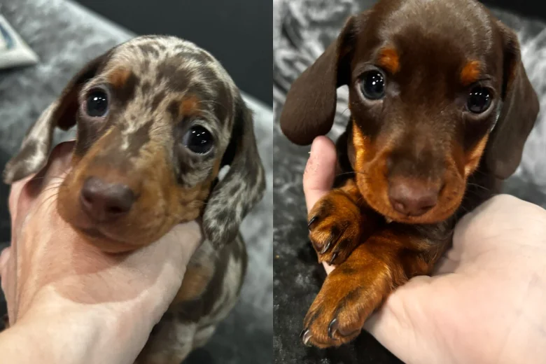 Dachshund (Miniature Smooth Haired)