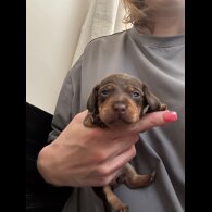 Dachshund (Miniature Smooth Haired)