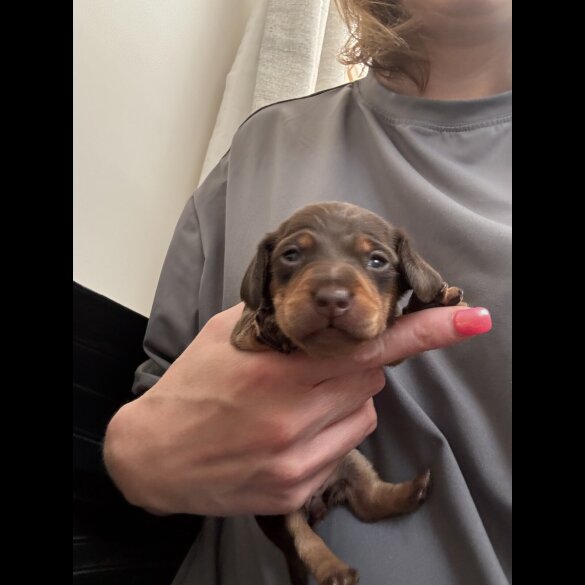 Dachshund (Miniature Smooth Haired)