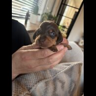 Dachshund (Miniature Smooth Haired)