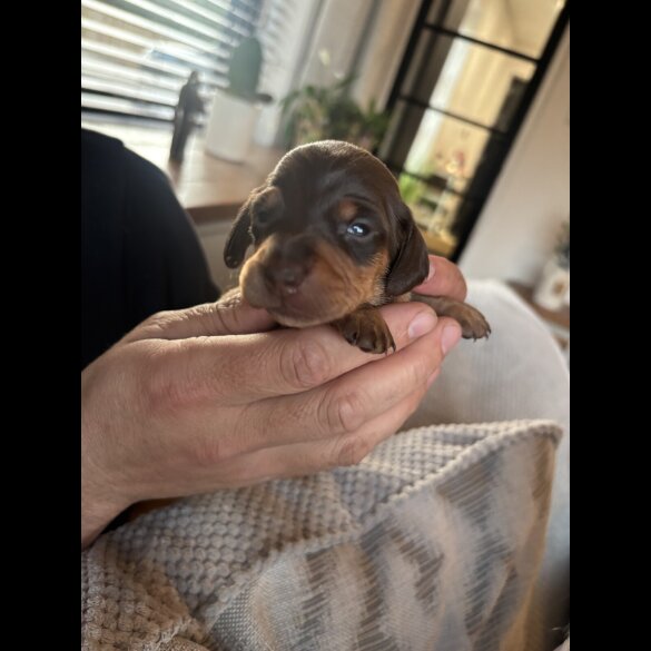 Dachshund (Miniature Smooth Haired)