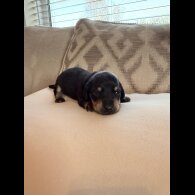 Dachshund (Miniature Smooth Haired)