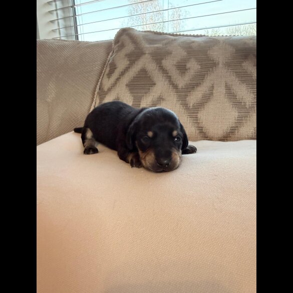 Dachshund (Miniature Smooth Haired)