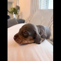 Dachshund (Miniature Smooth Haired)