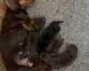 Dachshund (Miniature Smooth Haired)