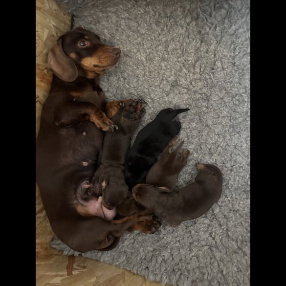 Dachshund (Miniature Smooth Haired)