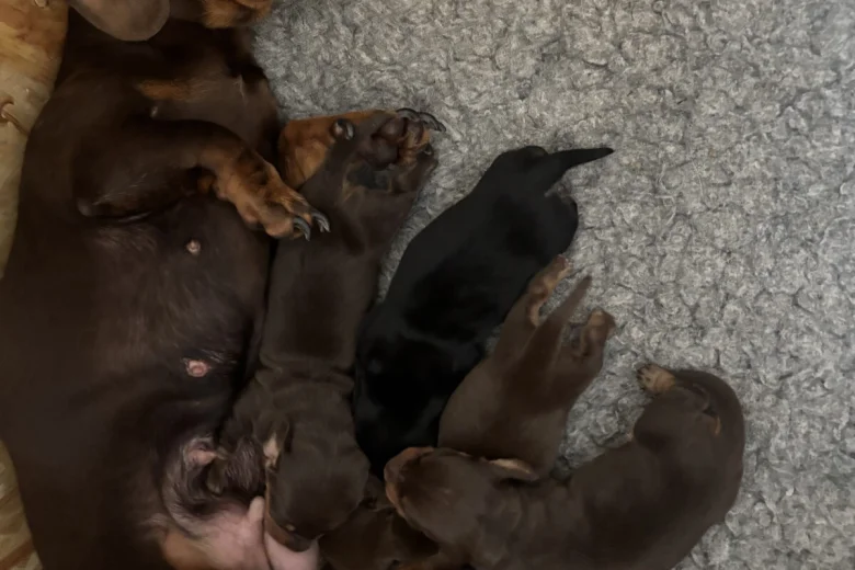 Dachshund (Miniature Smooth Haired)