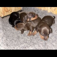 Dachshund (Miniature Smooth Haired)