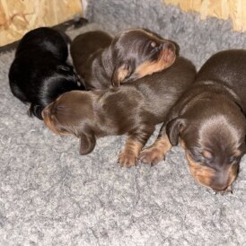 Dachshund (Miniature Smooth Haired)