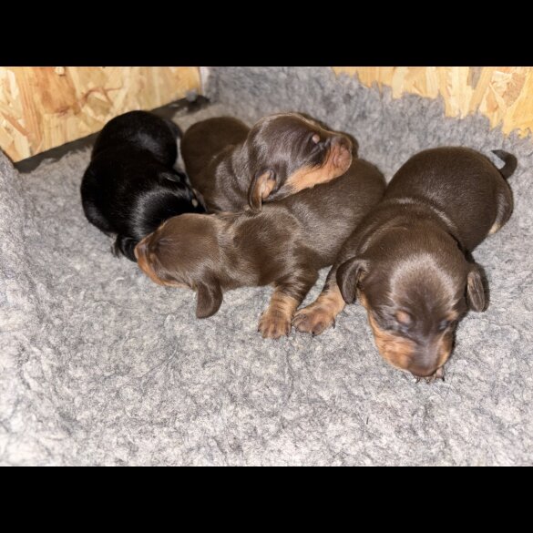 Dachshund (Miniature Smooth Haired)