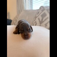 Dachshund (Miniature Smooth Haired)