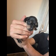 Dachshund (Miniature Smooth Haired)