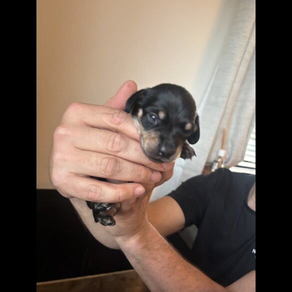 Dachshund (Miniature Smooth Haired)