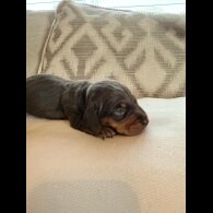 Dachshund (Miniature Smooth Haired)