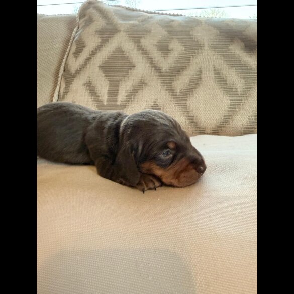 Dachshund (Miniature Smooth Haired)