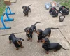 Dachshund (Smooth Haired)