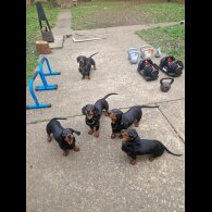 Dachshund (Smooth Haired)